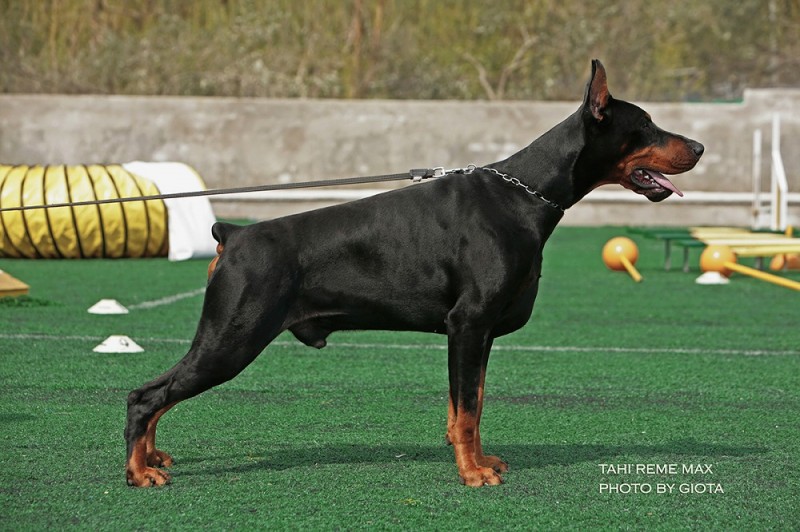 Aria Dobermans Tahi-Reme Max